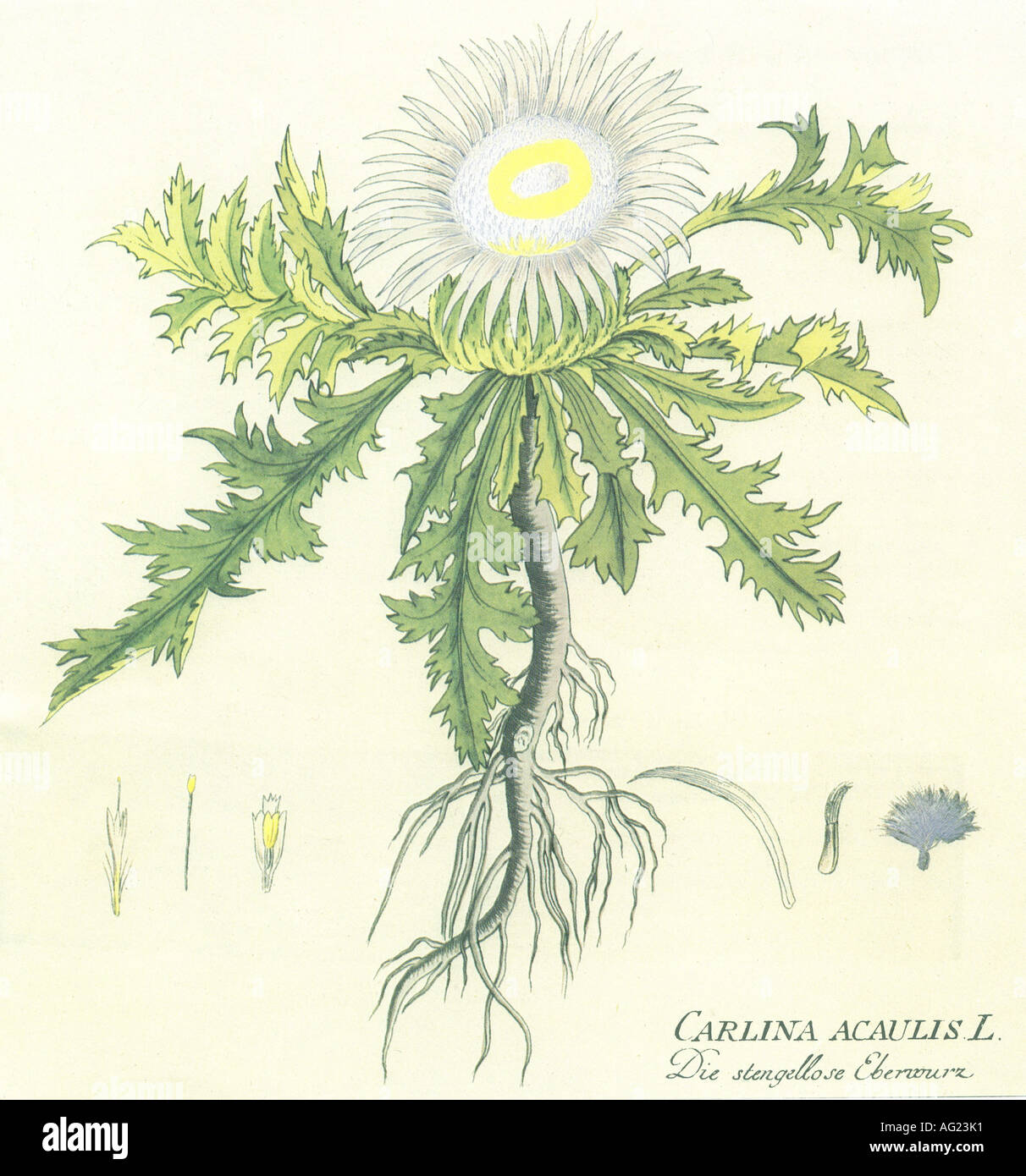 Botanik, Carline Thistle (Carlina), Spezies, 'Stemless carline distle' (Carlina acaulis), Gravur, 19. Jahrhundert, Stockfoto