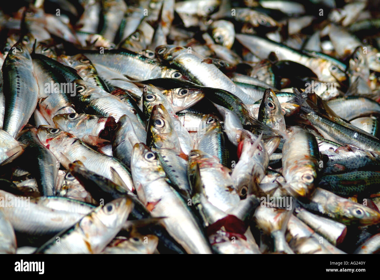 Sardinen-Sardellen gefangen am Kap Westküste Fördergut zur Aufbereitungsanlage. Stockfoto