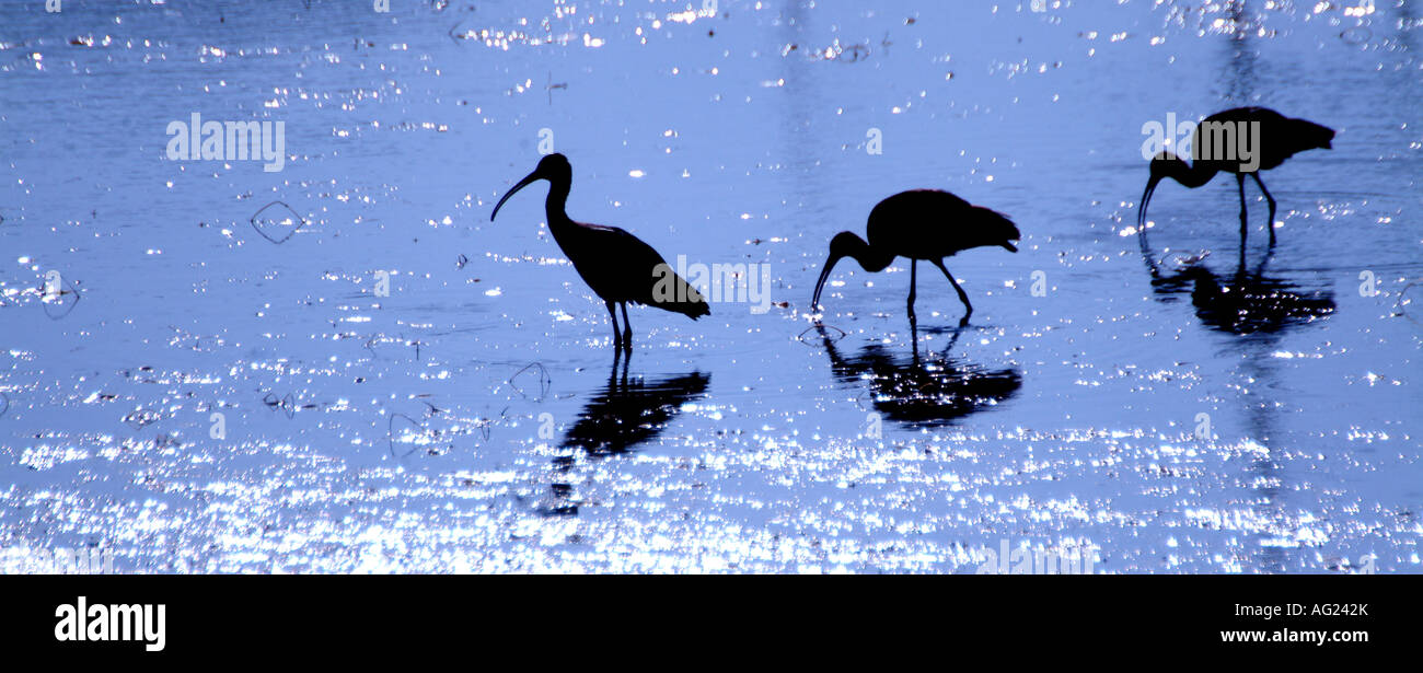 Große Vögel füttern Stockfoto