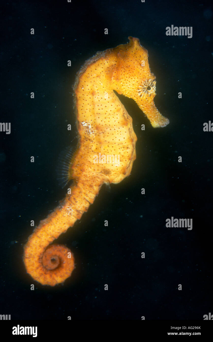Eine gelbe Seahorse, Hippocampus kuda, locken den Greifschwanz, wie es durch das Wasser in Palau schwimmt. Stockfoto