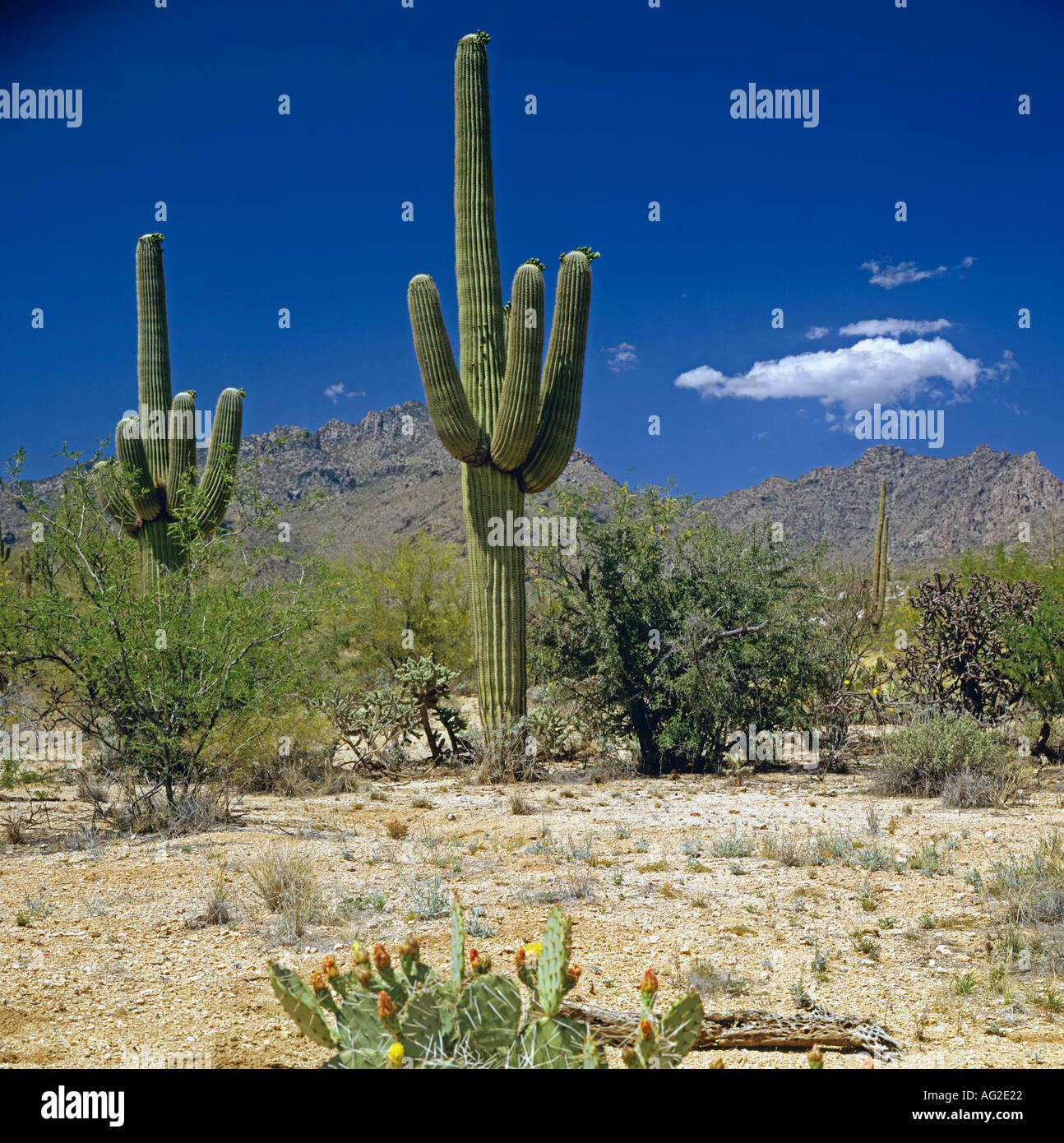 Organ Pipe Cactus National Monument Arizona USA Stockfoto