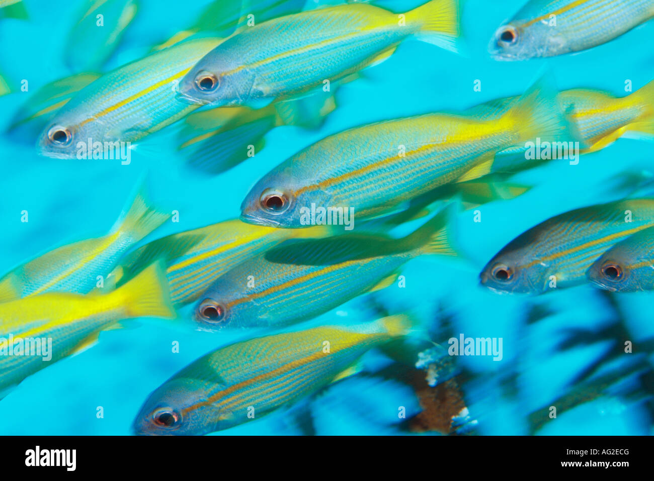 Schule von tropischen Fischen im Meer Stockfoto