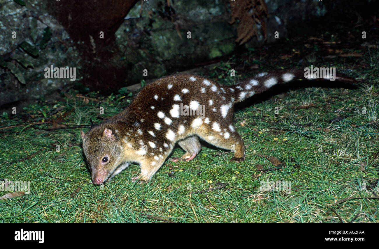 Tiger Quoll, Dasyurus Maculatus ist eine fleischfressende Beuteltier, ursprünglich aus Australien Stockfoto