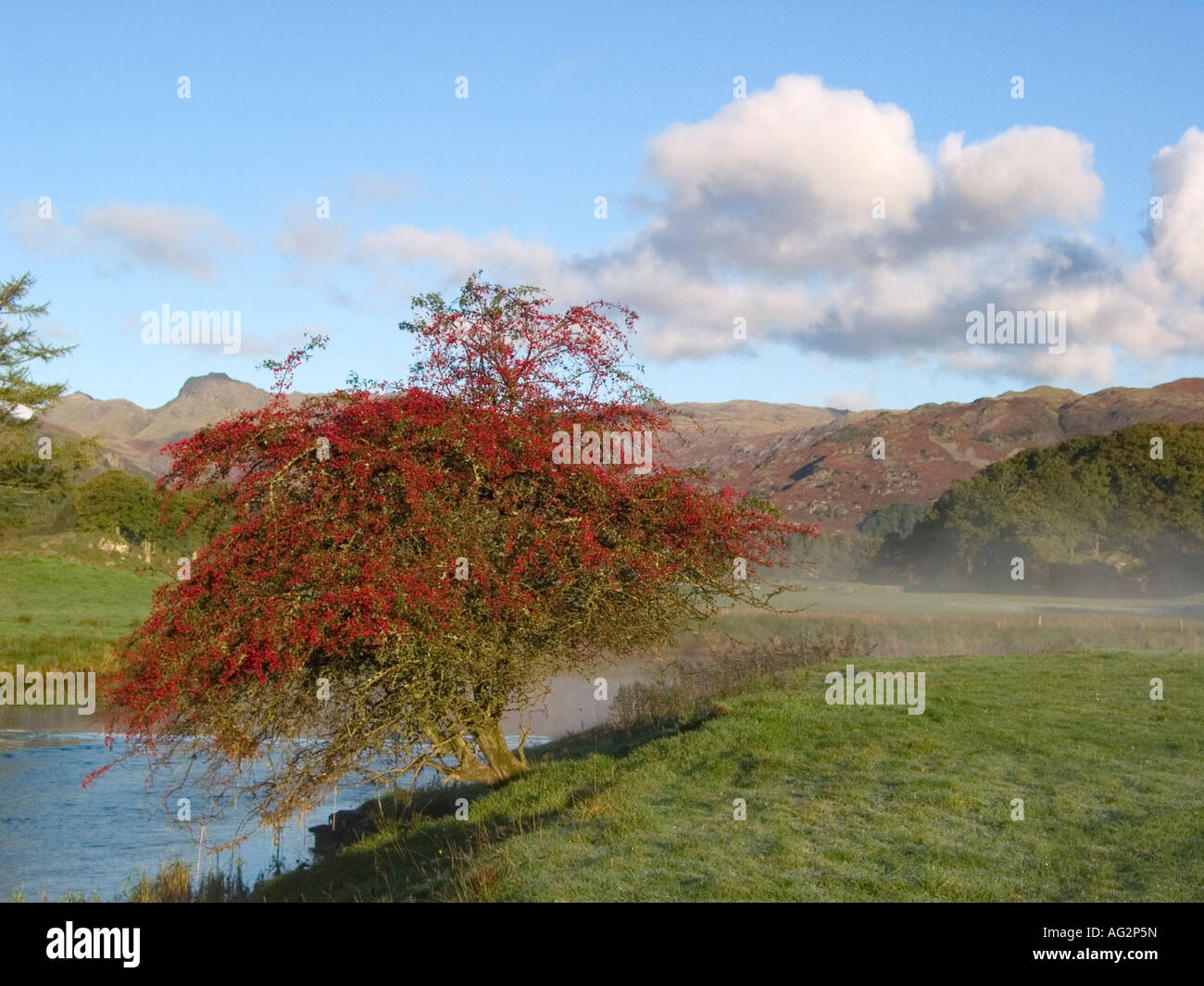 Herbst Beeren Langdale Tal cumbria Stockfoto