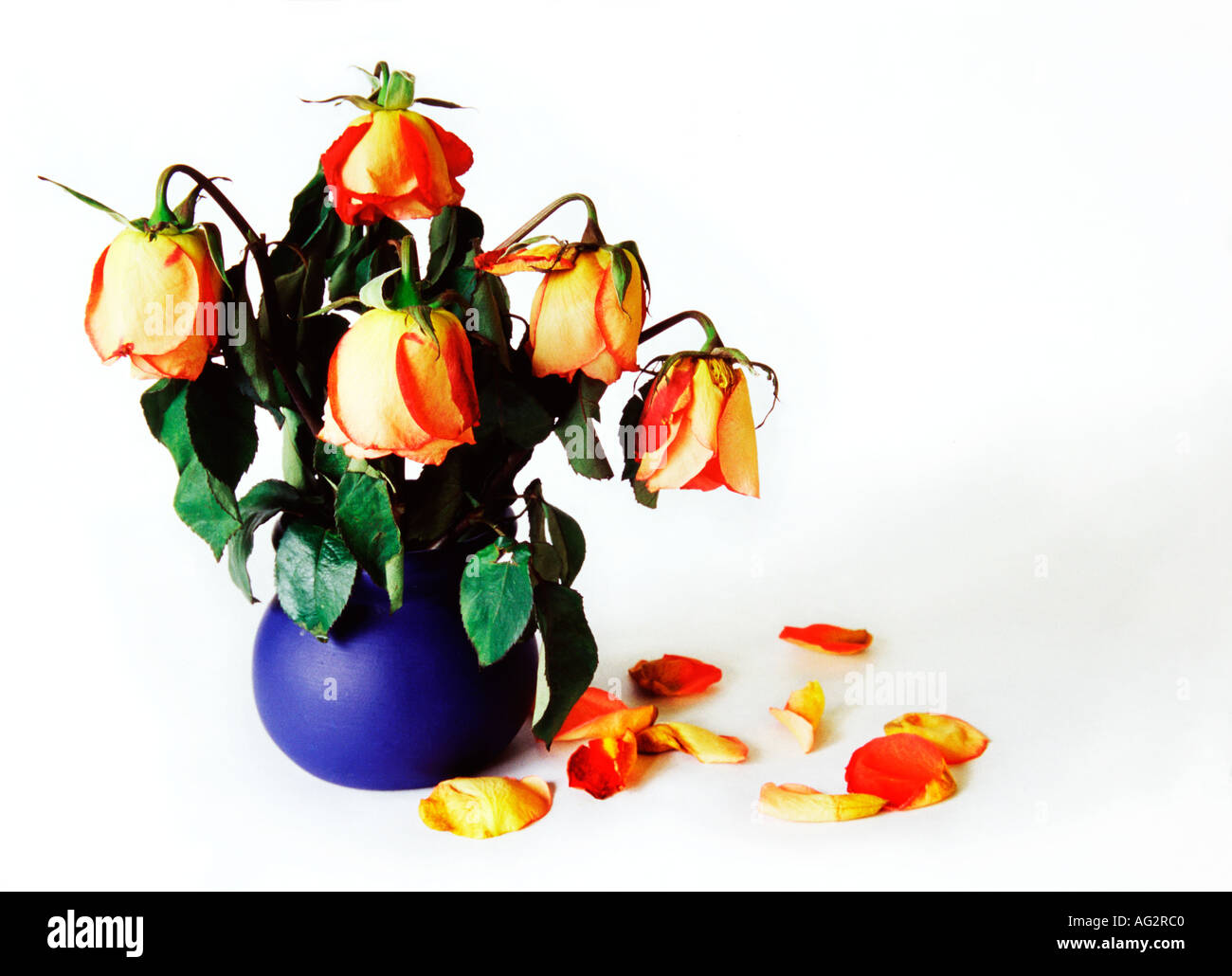 Verwelkten Rosen in blauer Vase Stockfoto