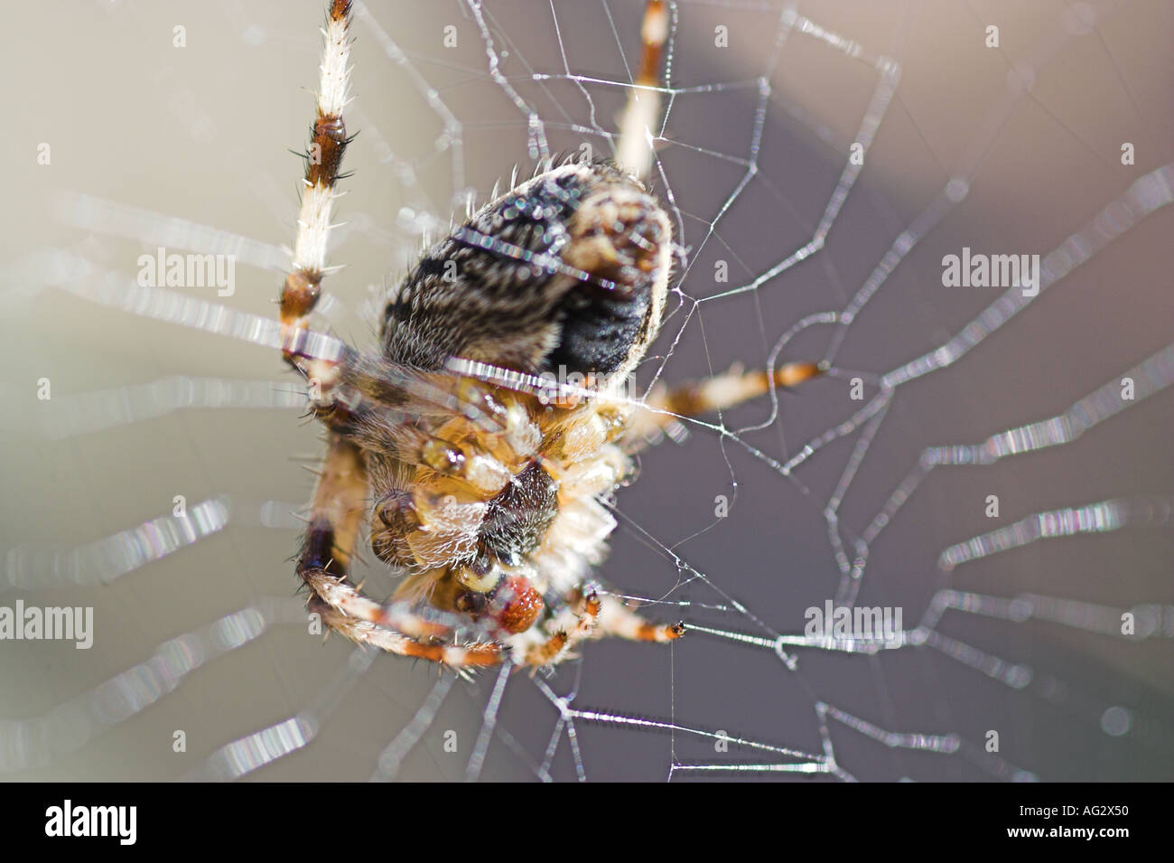 Britische Garten Spinne Araneus Diadematus hautnah mit web Stockfoto