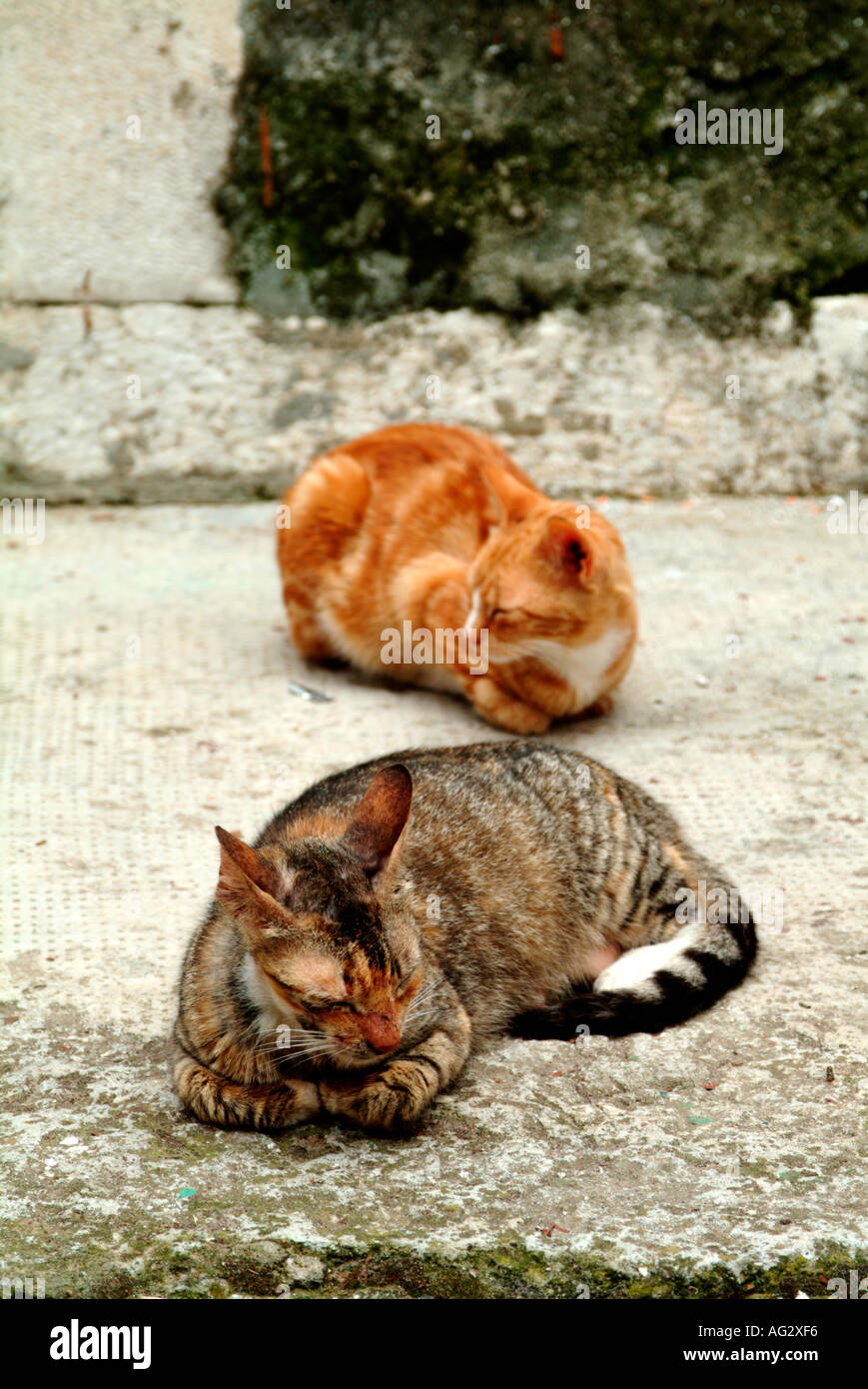 zwei Katzen schlafen auf Stein in einem Hof Stockfoto
