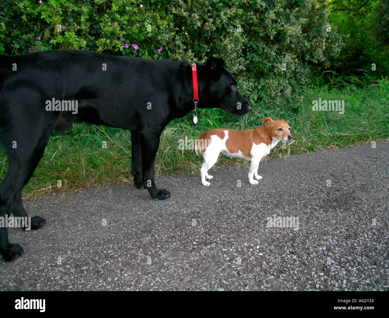 Herr PR großer schwarzer Hund entspricht einen kleinen braunen weißen Hund Stockfoto
