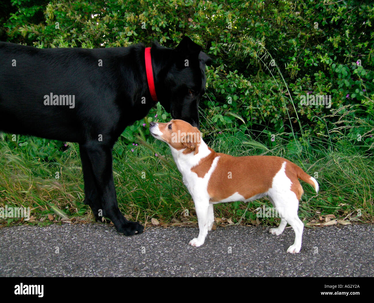 Herr PR großer schwarzer Hund entspricht einen kleinen braunen weißen Hund Stockfoto