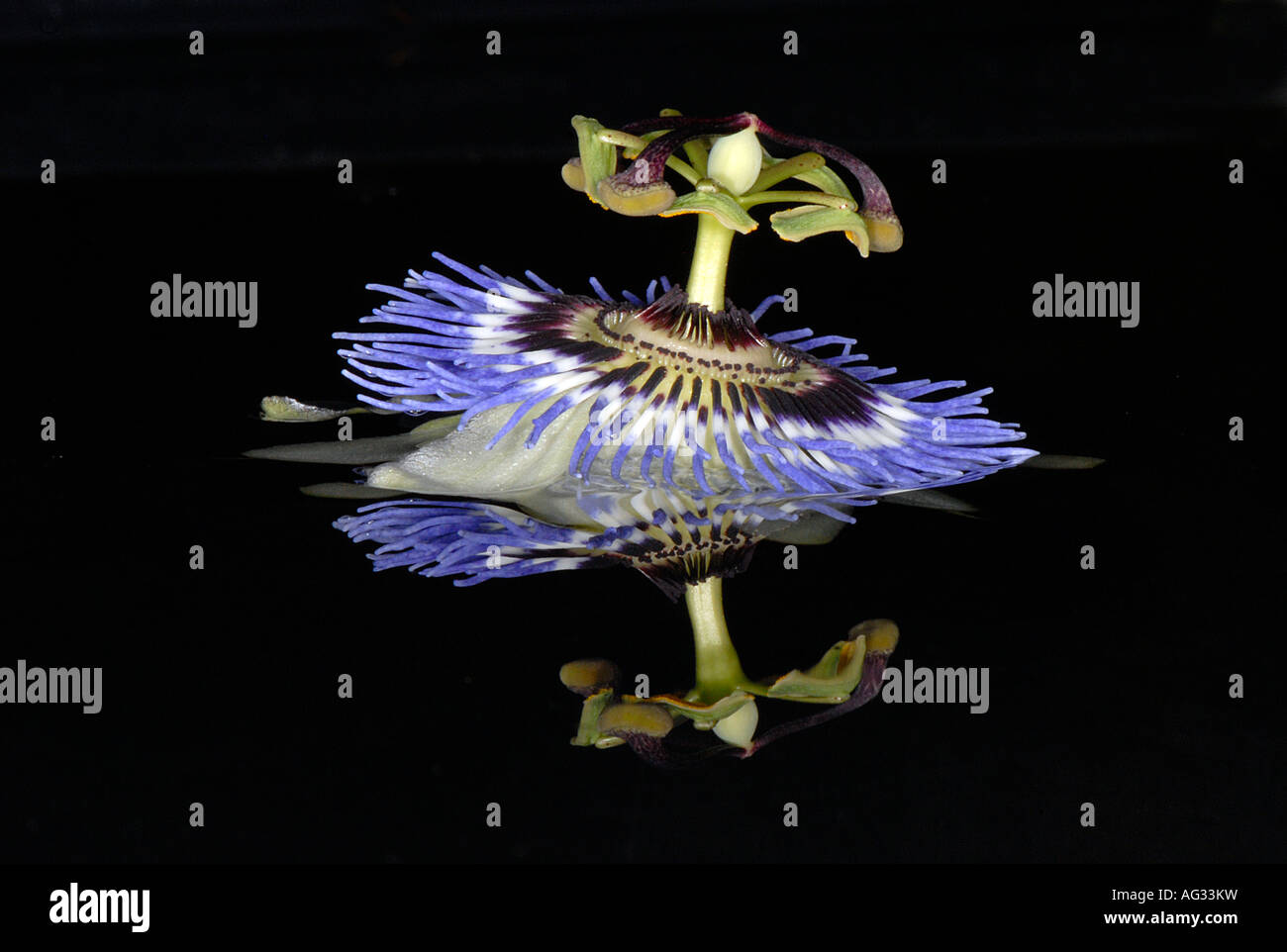 Die Reflexion der komplizierten Blüte von Passiflora Caerula - gemeinsame Name Passionsblume, im Wasser schwimmende Stockfoto