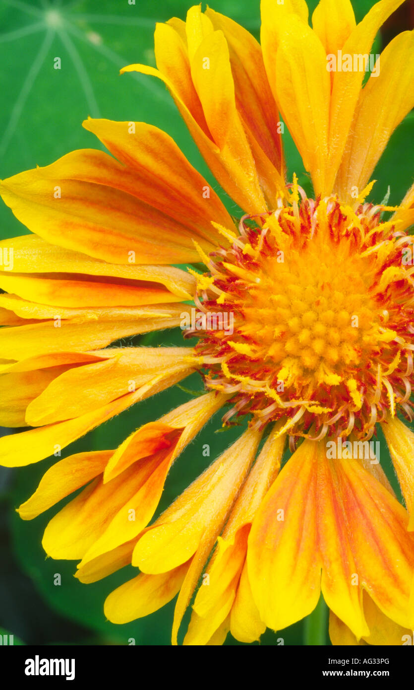 Textur-Design und grafische Formen einer Blume Gaillardia St Clements Decke Blume Scotland UK Stockfoto