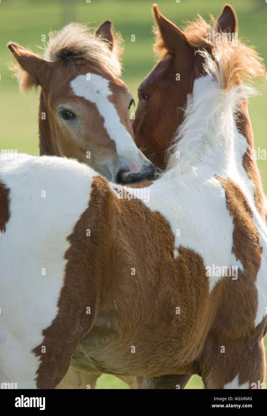 Pinto Fohlen Pflege miteinander Stockfoto