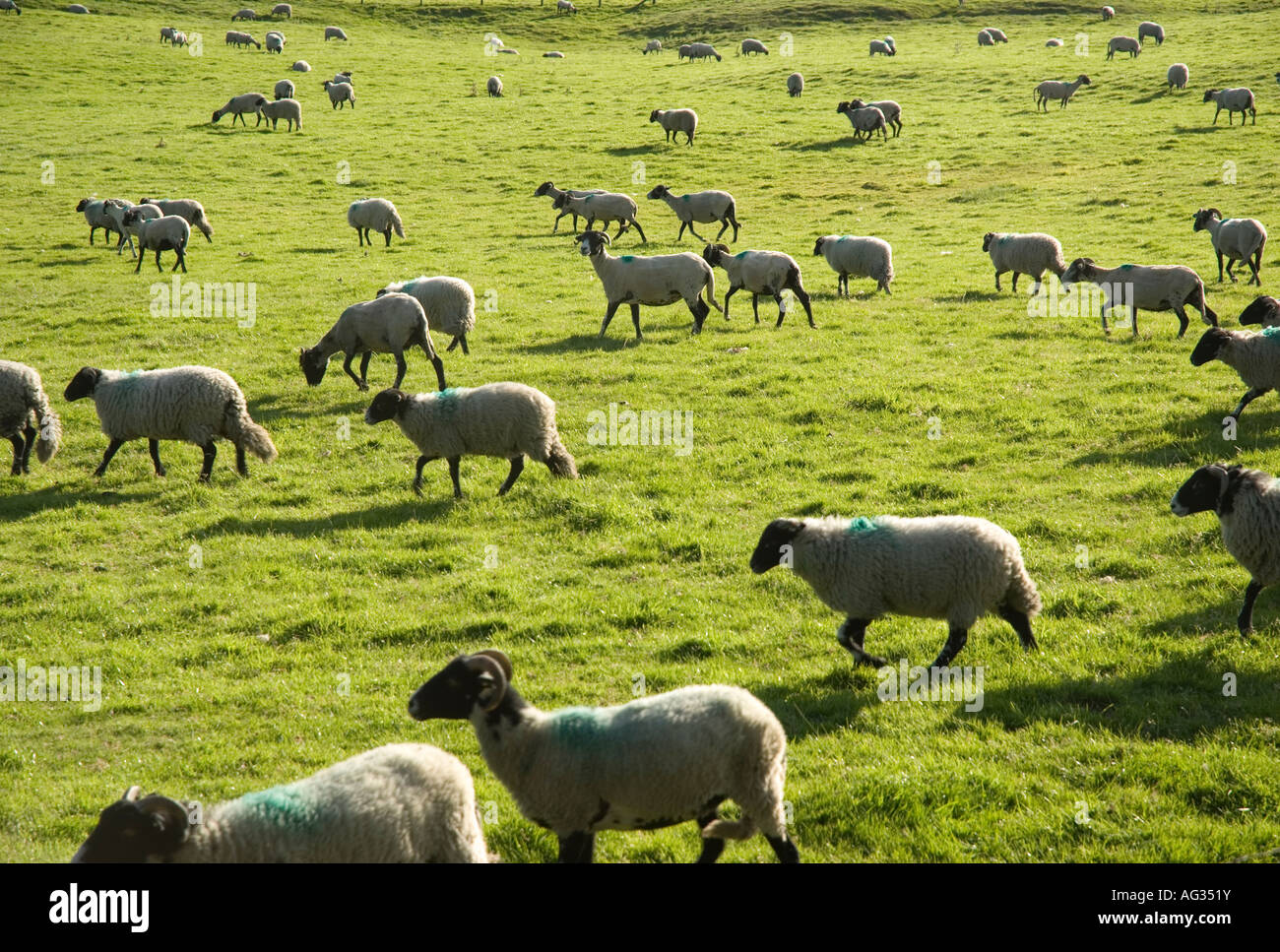 Eine Herde von Schafen in einem Feld Stockfoto