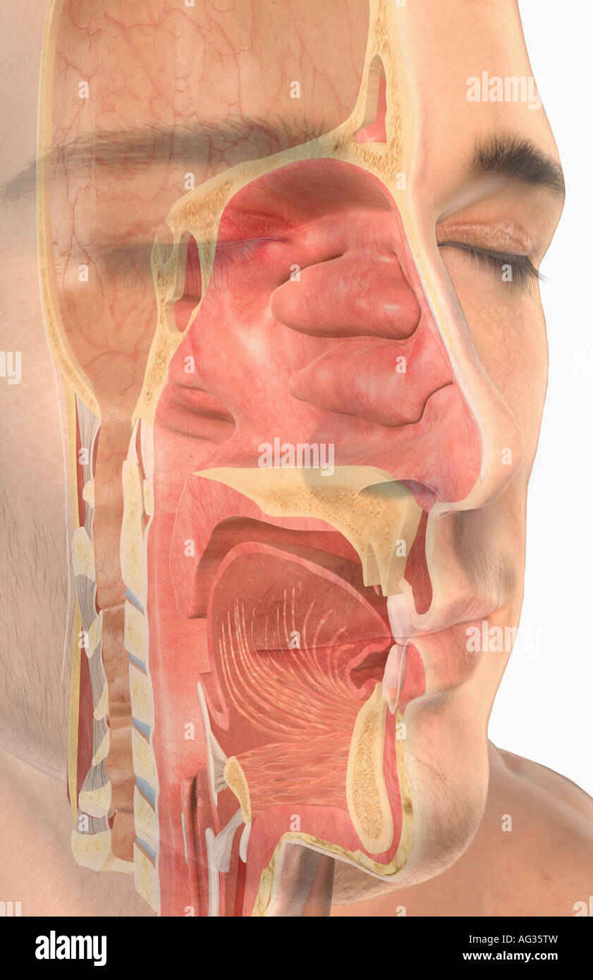 Die oberen Atemwege Stockfoto
