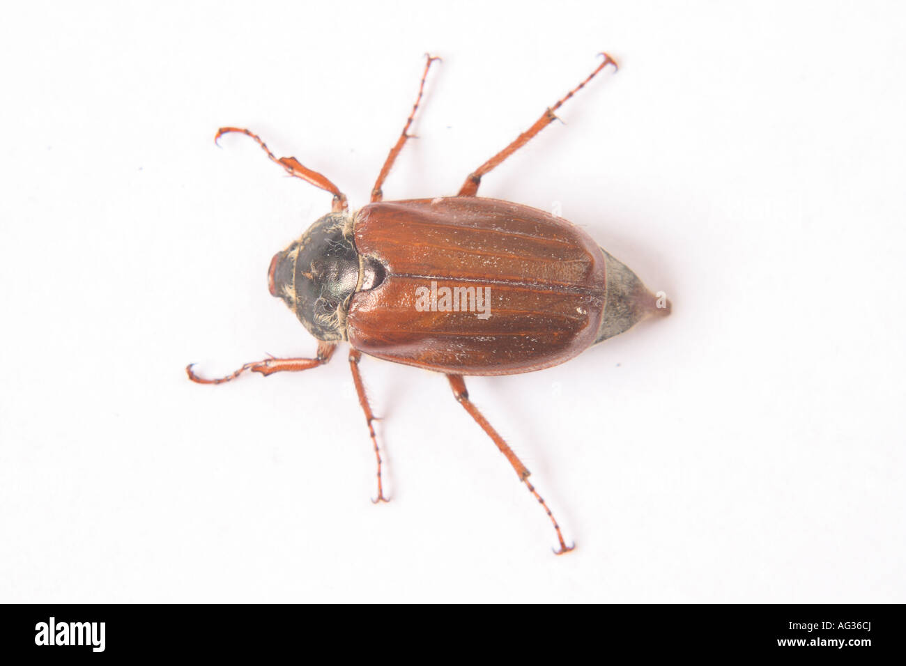 Maikäfer oder "Maybugs" Käfer Stockfoto