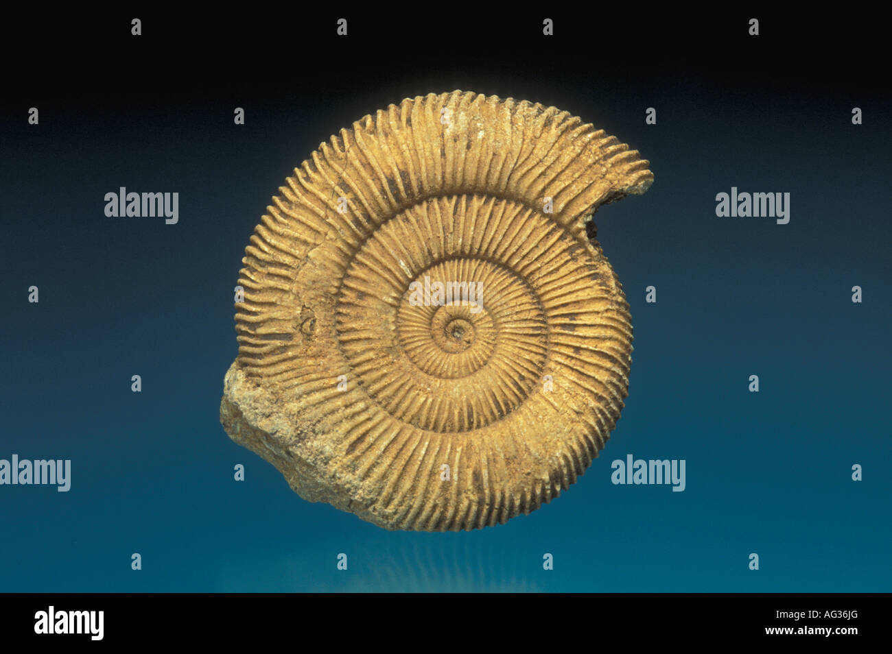 Ammonit fossiler Dactylioceras, von Mark A. Schneider Stockfoto