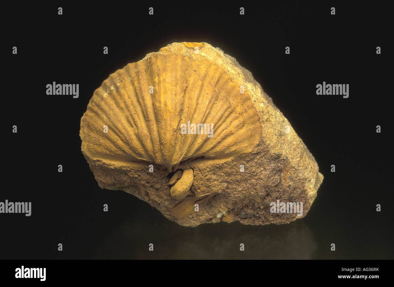 Brachiopod fossilen Arten Trigonotreta Stockfoto