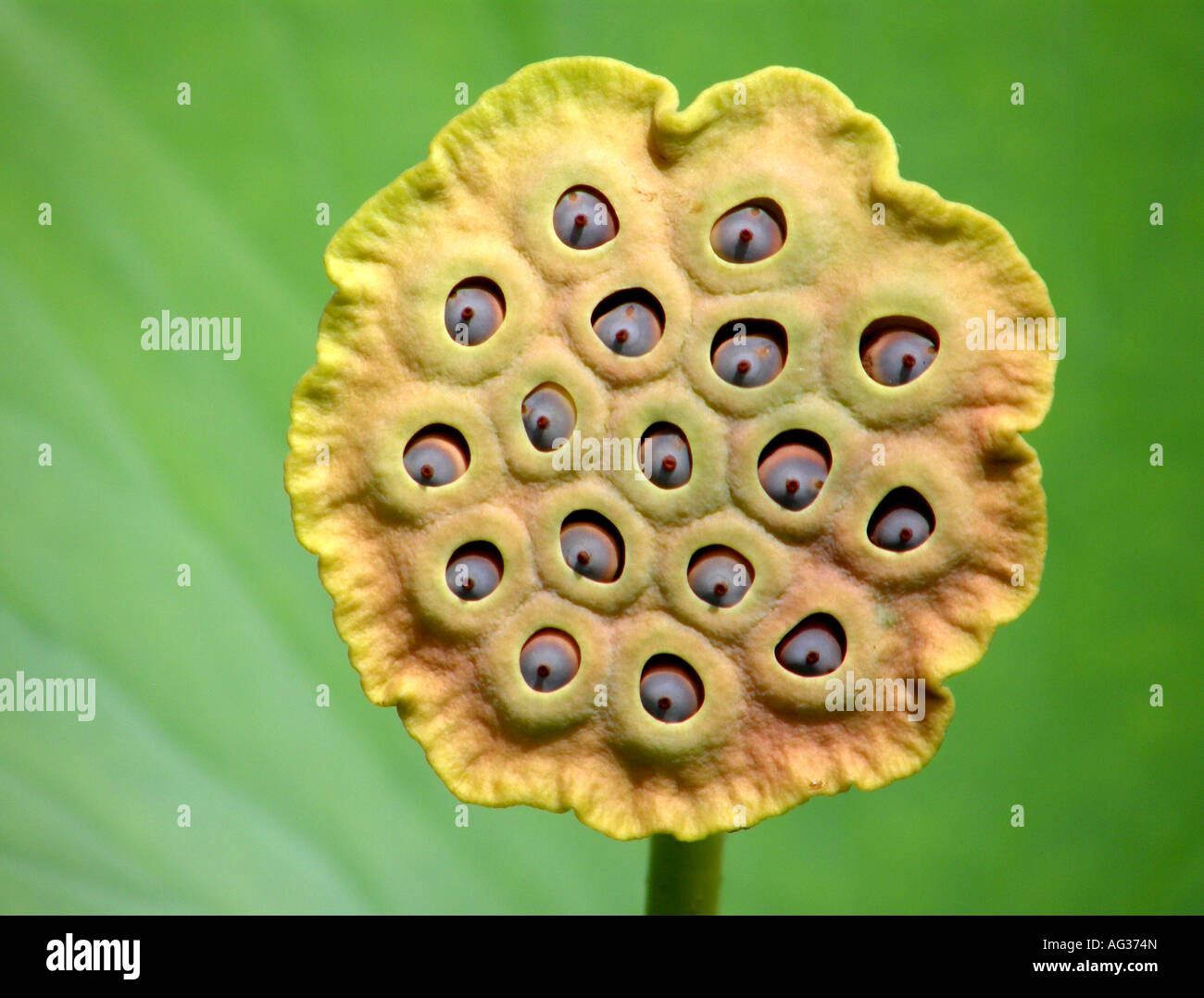 Seed pod von Nelumbo nucifera, auch als Indischer Lotus mit reifen ...