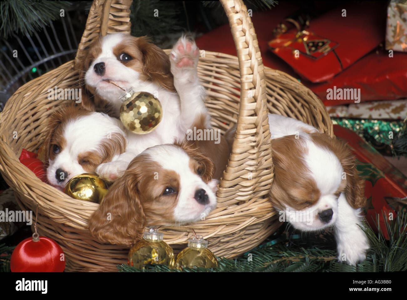 Korb mit verspielten Blenheim Cavalier King Charles Spaniel Welpen im Weidenkorb zu Weihnachten. Stockfoto