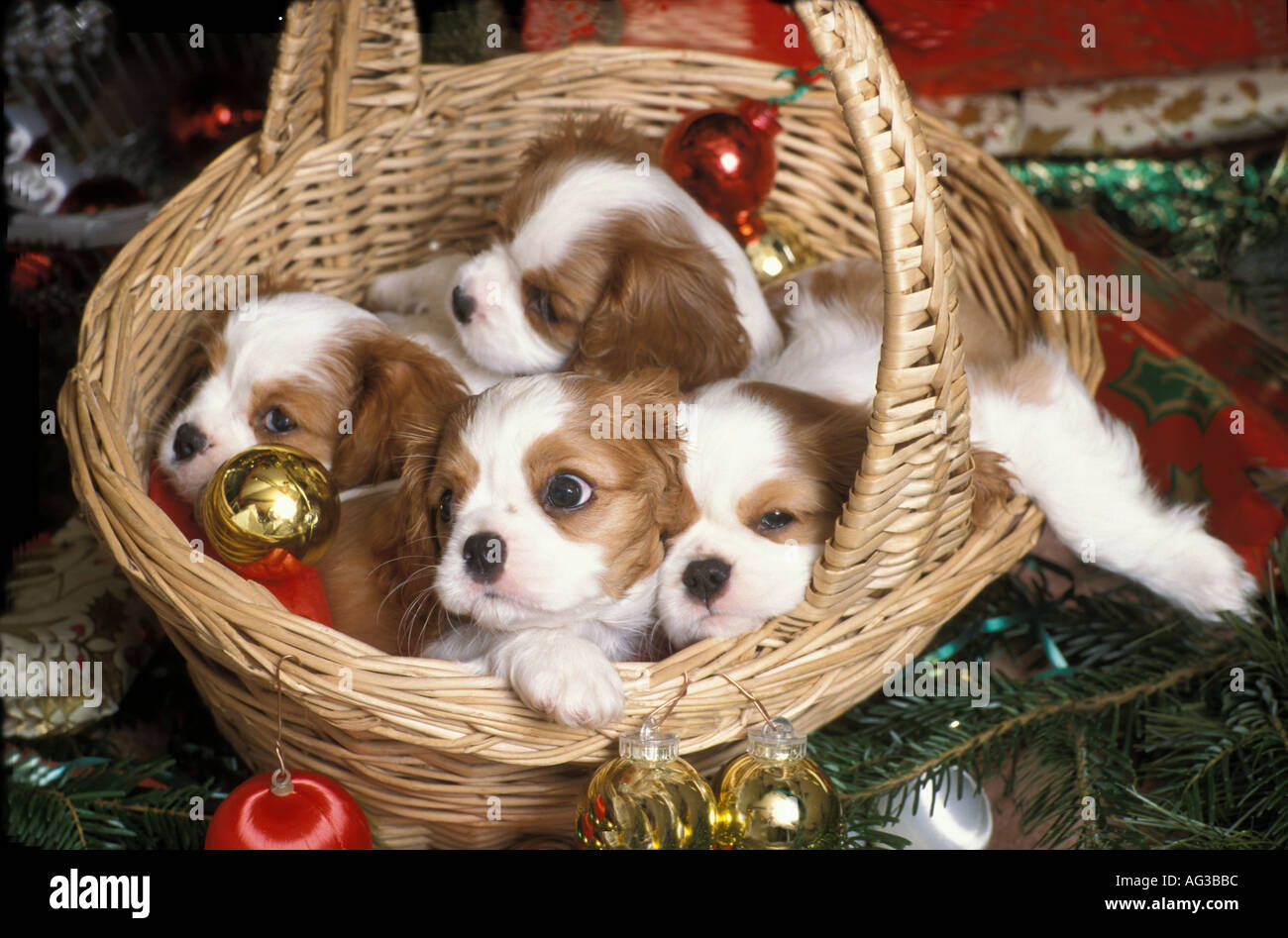 Ein Wurf von Sleepy Blenheim Cavalier King Charles Spaniel Welpen im Weidenkorb zu Weihnachten. Stockfoto