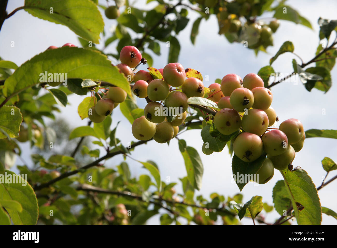 Früchte auf einem Malus-Baum Stockfoto