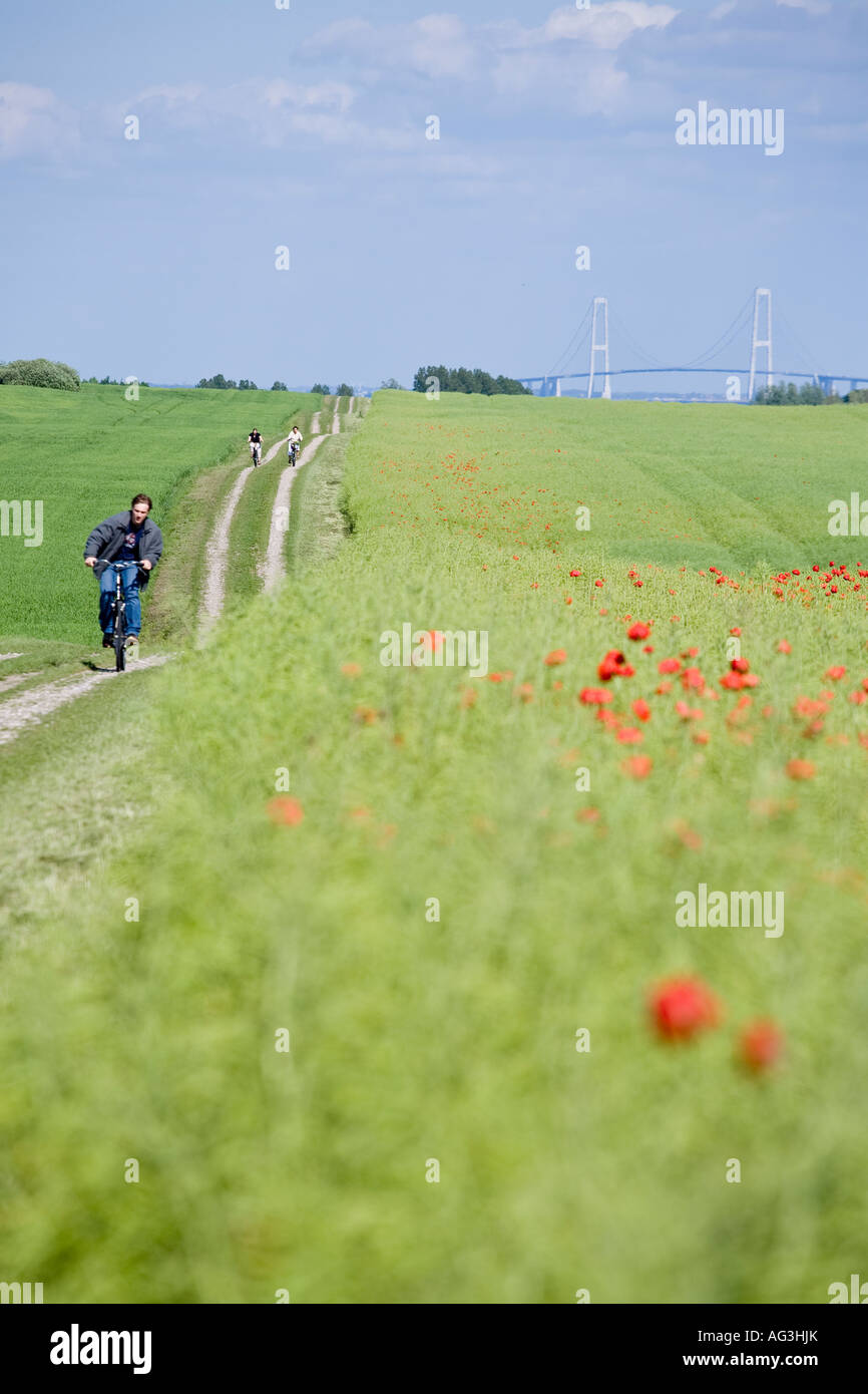 Die lange pendeln ein junger Mann und zwei Frauen-Bike über einen Feldweg neben eine Mohnblume Feld die großen Aufhängung große-Belt-Brücke Stockfoto