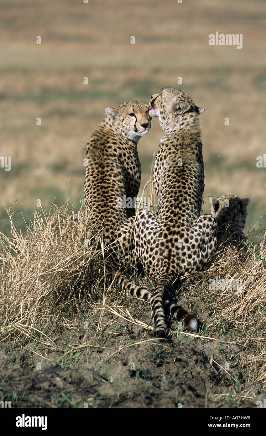 Zoologie/Tiere, Säugetiere, Säugetier/Gepard, (Acinonyx jubatus), Geparden (weiblich mit zwo Pups) in Gras, Masai Mara National Park, Kenia, Verbreitung: Afrika, Additional-Rights - Clearance-Info - Not-Available Stockfoto