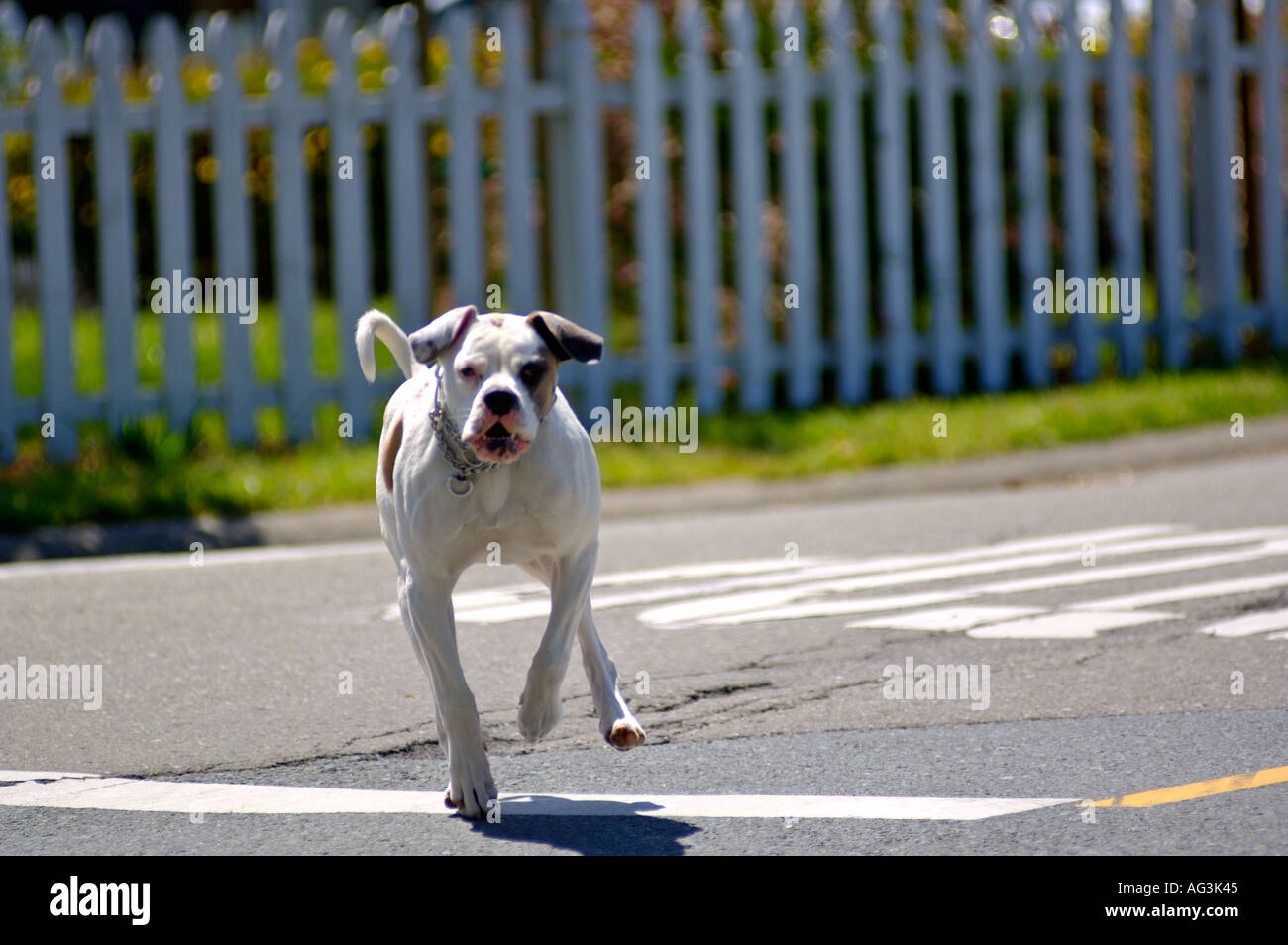 Pit Bull Terrier Hund läuft über die Straße von Leine California Stockfoto