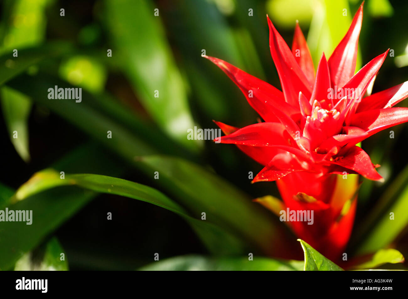 Rote Blume in voller Blüte Stockfoto