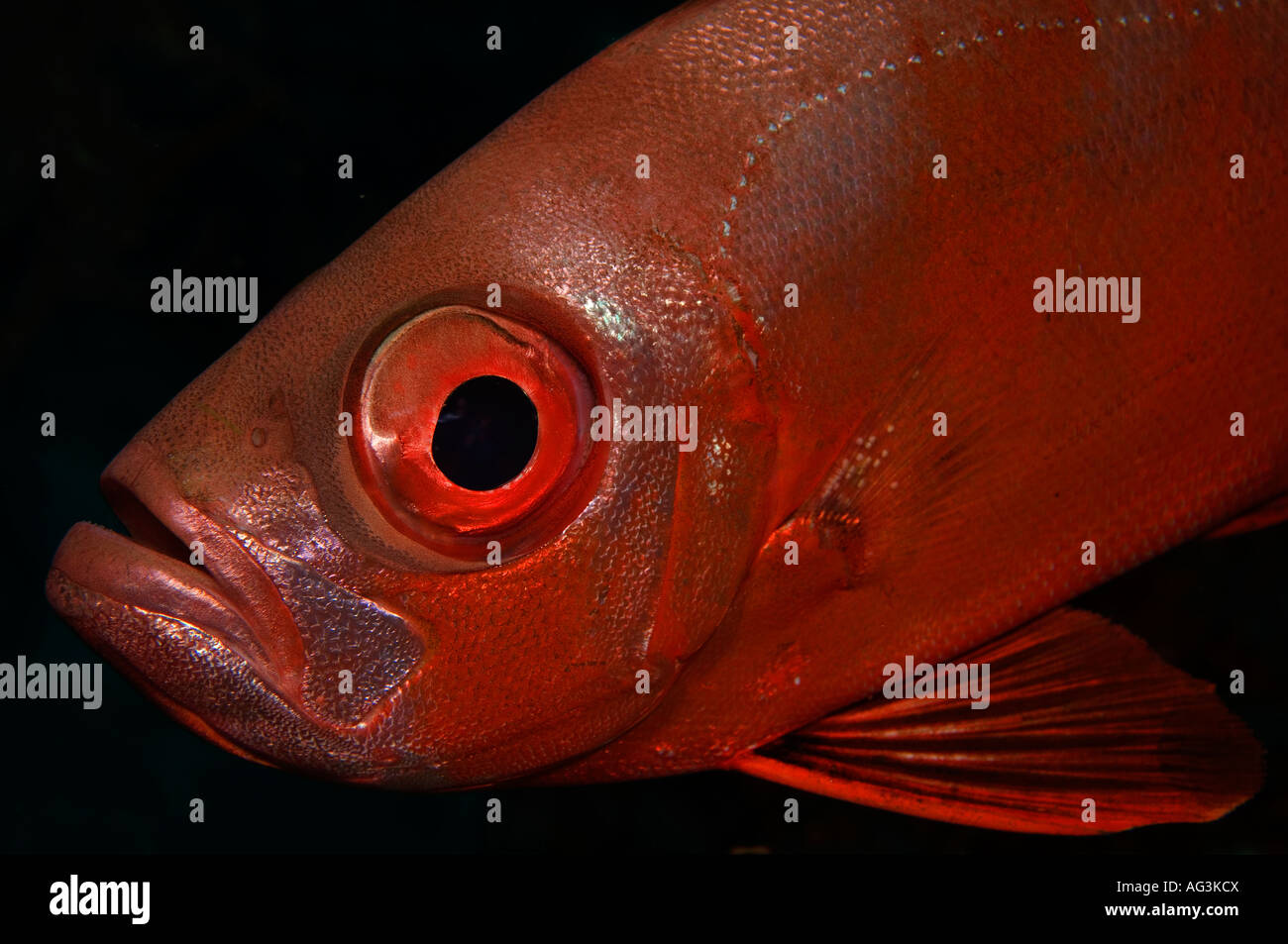 Big Eye oder Glasauge Snapper (Heteropriacanthus Cruentatus) fotografiert im Breakers Riff in Palm Beach, FL. Stockfoto