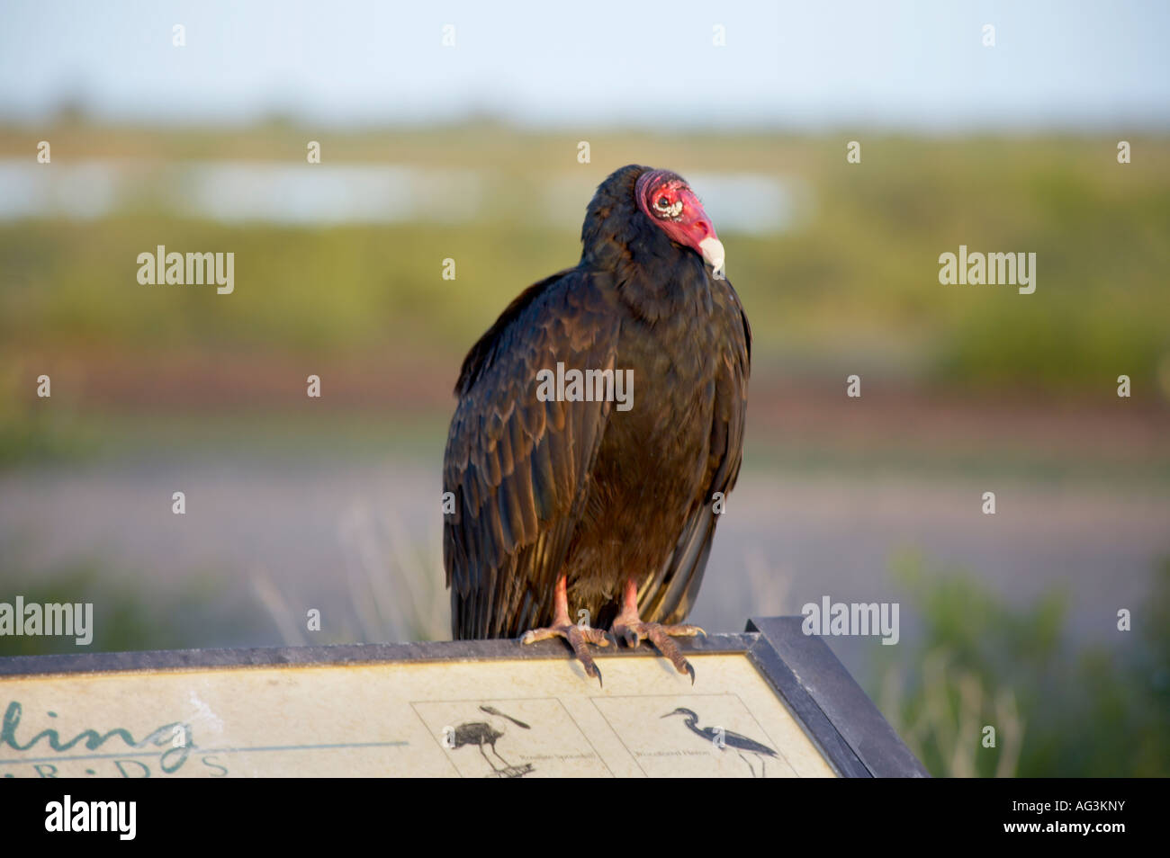 Türkei-Geier Cathartes Aura entlang des schwarzen Punkt Wildlife Drive in Merritt Island National Wildlife Refuge Florida Stockfoto