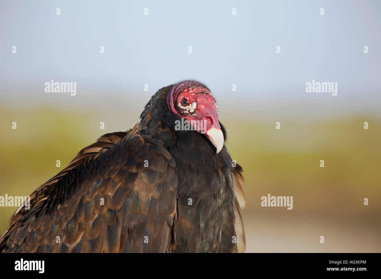 Türkei-Geier Cathartes Aura entlang des schwarzen Punkt Wildlife Drive in Merritt Island National Wildlife Refuge Florida Stockfoto