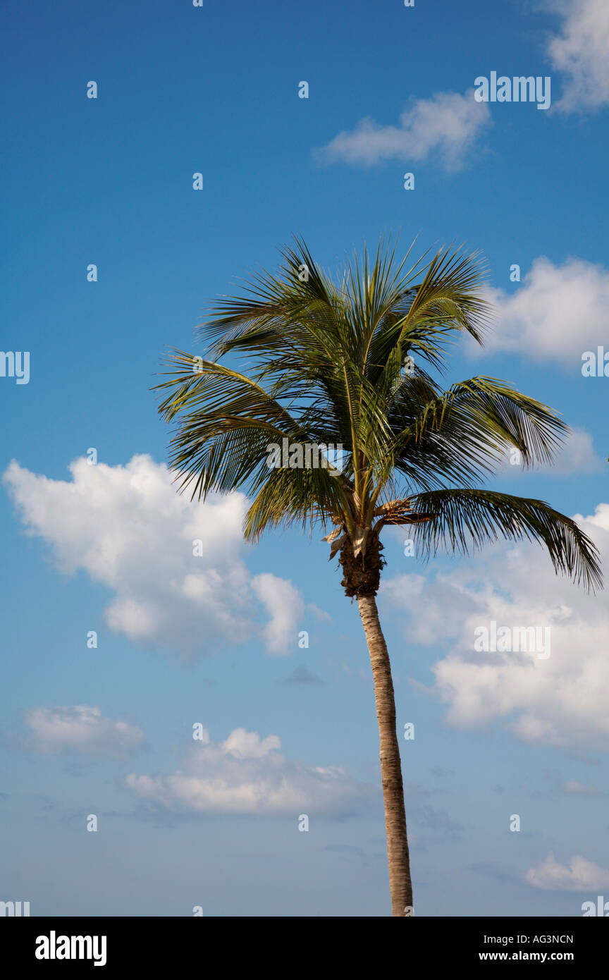 Palme im Südwesten Floridas Stockfoto