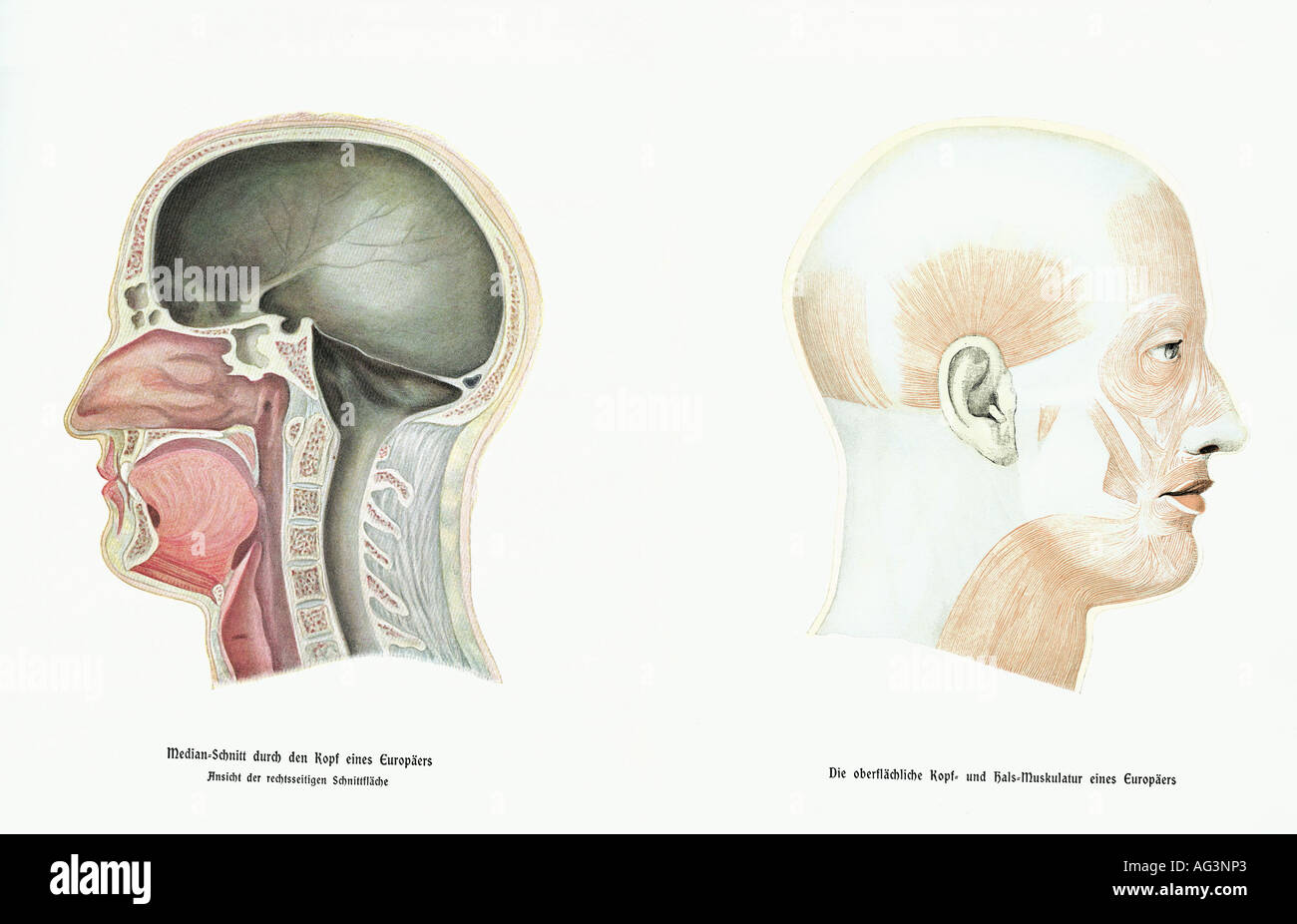 Medizin, Anatomie, links: Median durchgeschnitten Kopf, rechts: Muskulatur von Kopf & Hals, Zeichnung, Hans Kraemer "Weltall und Menschheit", Berlin 1900, Wissenschaft, Stockfoto