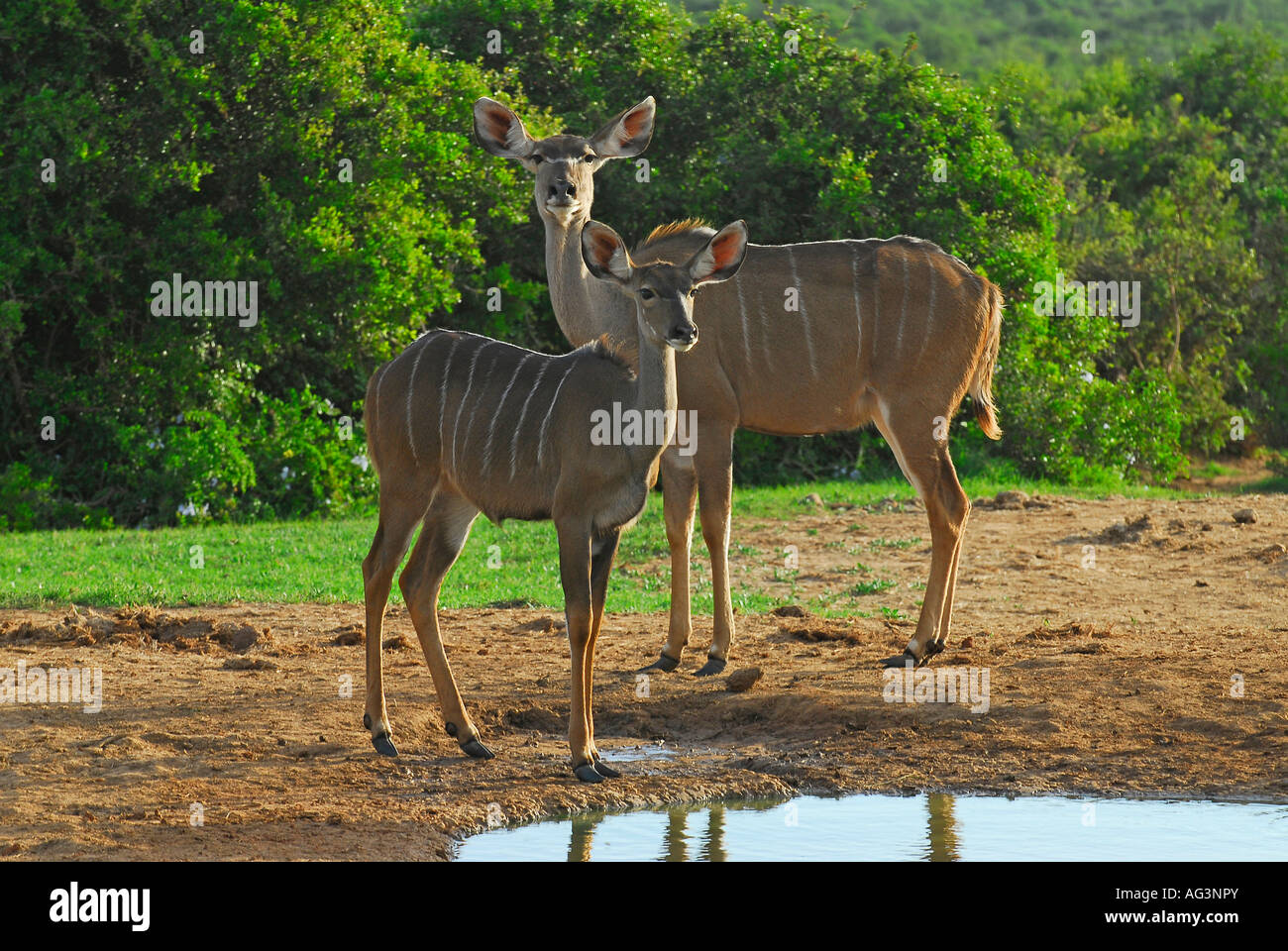 Größere Kudu-Kuh mit Kalb, Addo Elephant Park, Südafrika Stockfoto