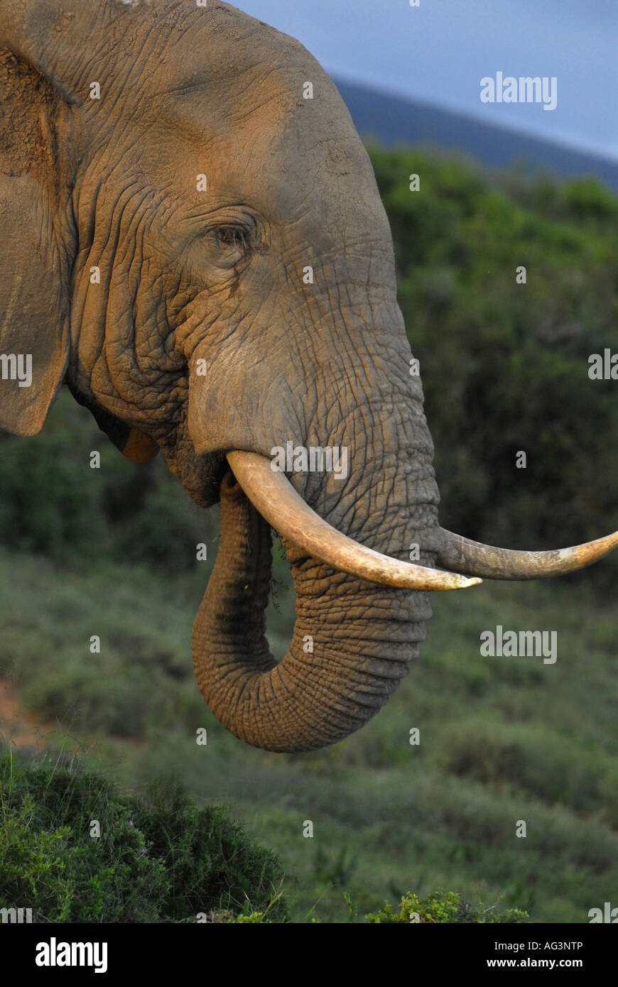 Vertikale Aufnahme des Elefantenbullen bei Dämmerung, Addo Elephant Park, Südafrika Stockfoto