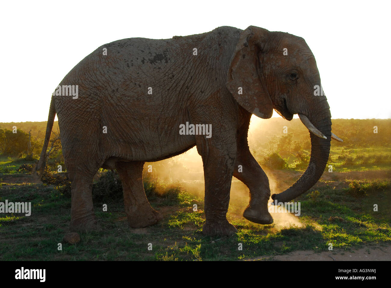 Addo Elefantenbullen grünen Rasen umgraben, zum Abendessen, Addo Elephant Park, Südafrika Stockfoto