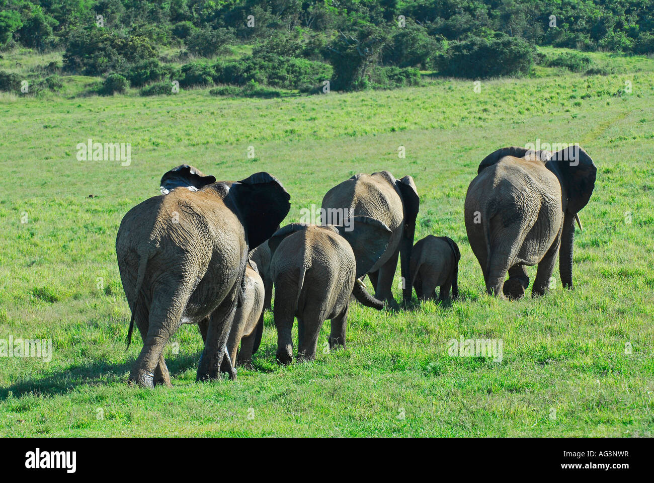 Zucht-Herde von afrikanischen Elefanten Spaziergang im Gänsemarsch über grüne Feld im Addo Elephant Park, Südafrika Stockfoto