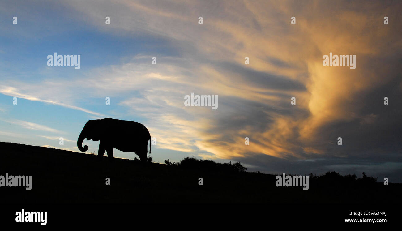 Silhouette des Elefanten gegen Skyline nach Sonnenuntergang, Addo Elephant National Park, Südafrika Stockfoto