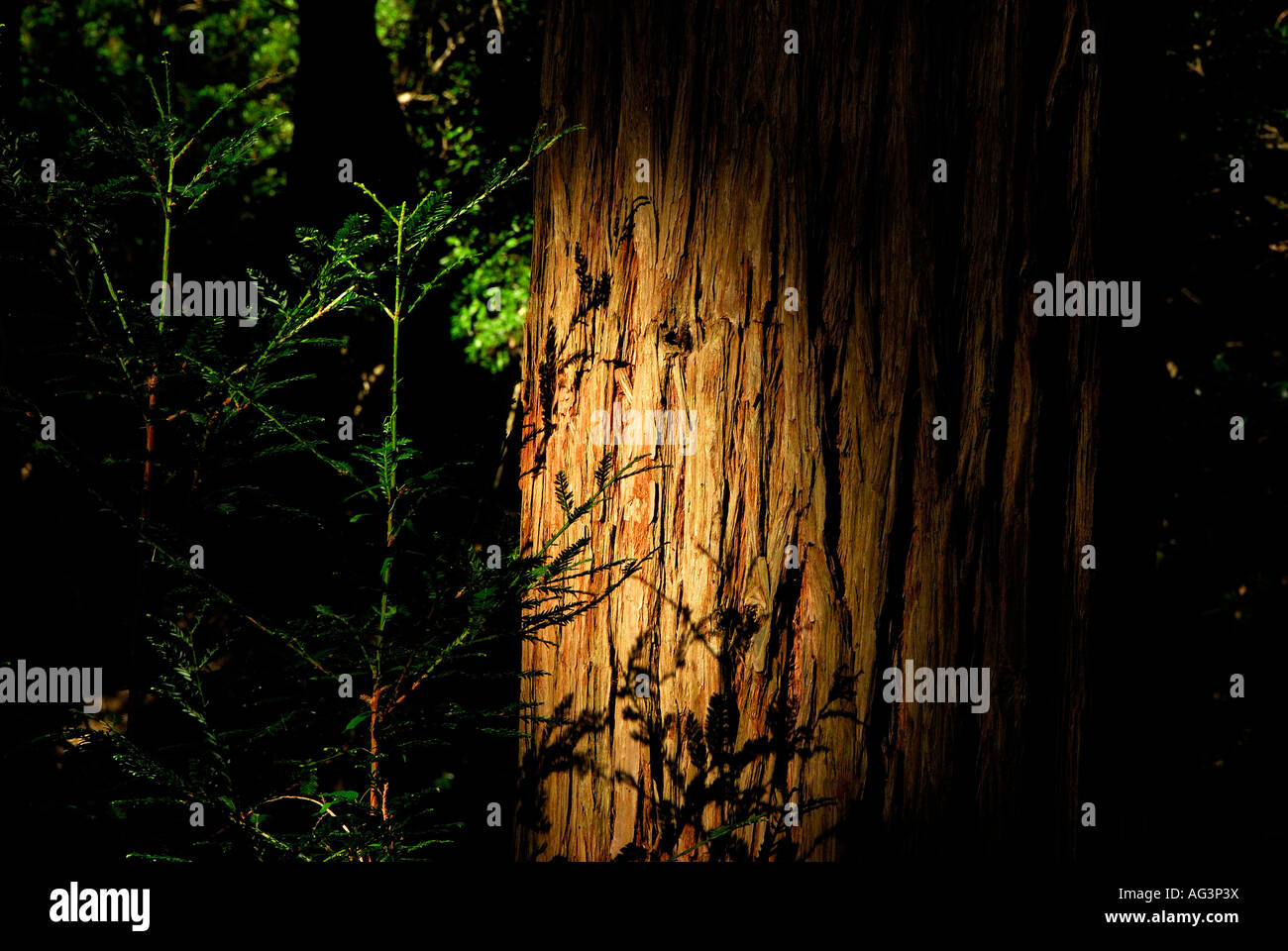 Sonnenstrahl der raue Rinde des California Redwood-Baum im Grootvadersbosch Nature Reserve, Südafrika Stockfoto