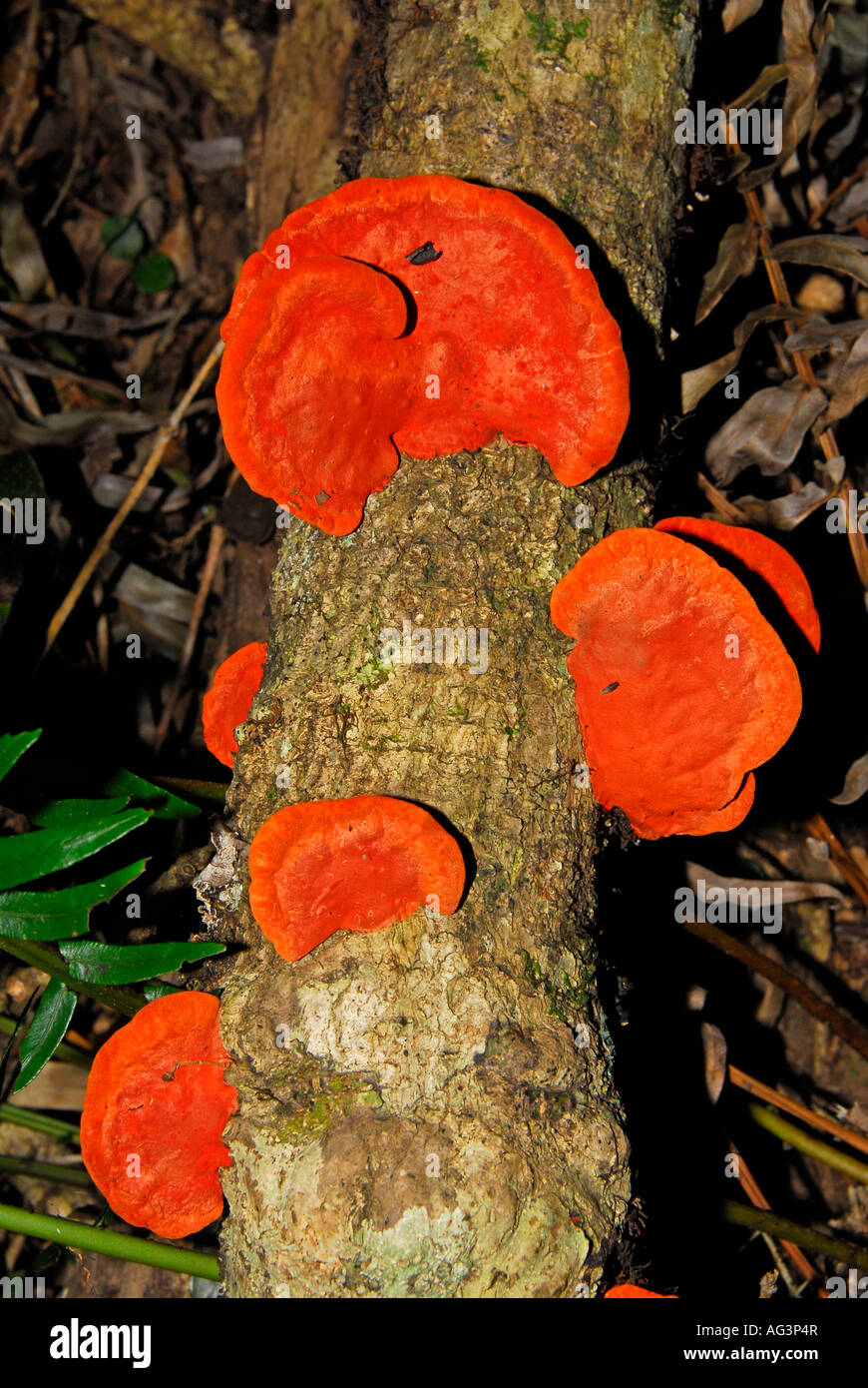 Leuchtend orange Pilze wachsen am Stamm von Regenwald, Grootvadersbosch, Western Cape, Südafrika Stockfoto