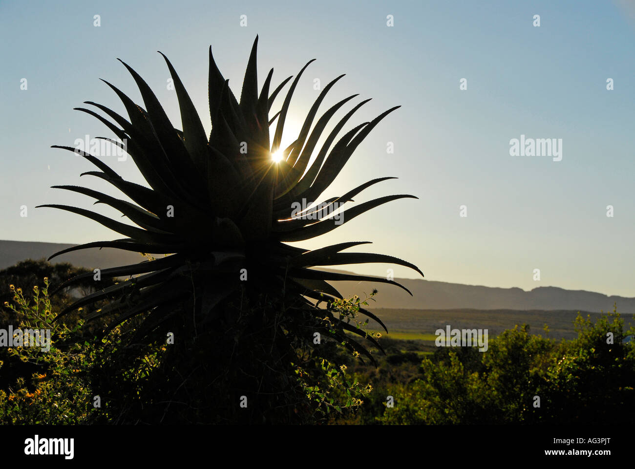 Silhouette von Aloe Ferox, eine Sukkulente Pflanze wächst in Namaqualand, Südafrika. Es ist für medizinische Zwecke verwendet. Stockfoto