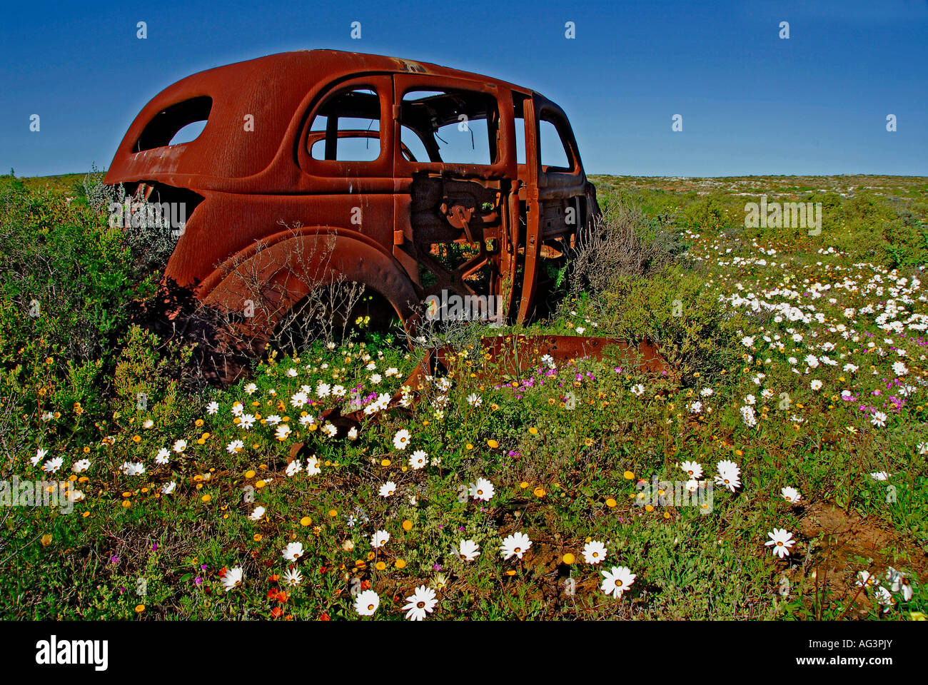 Alte rostige Auto umgeben von Frühlingsblumen, Vredendal, Namaqualand, Südafrika Stockfoto