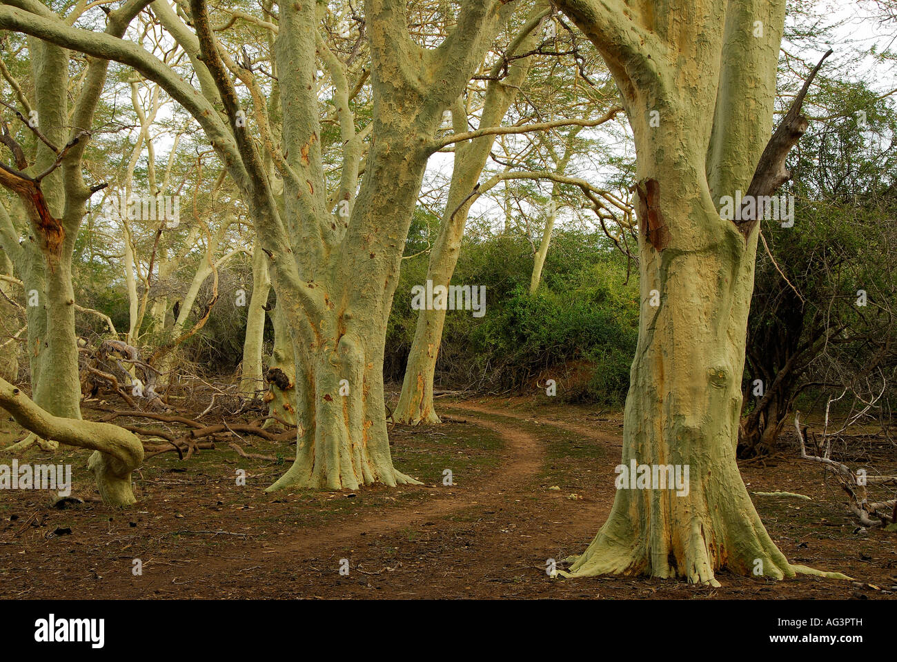 Fieber Akazien säumen Straße in Ndumu Game Reserve, Südafrika Stockfoto