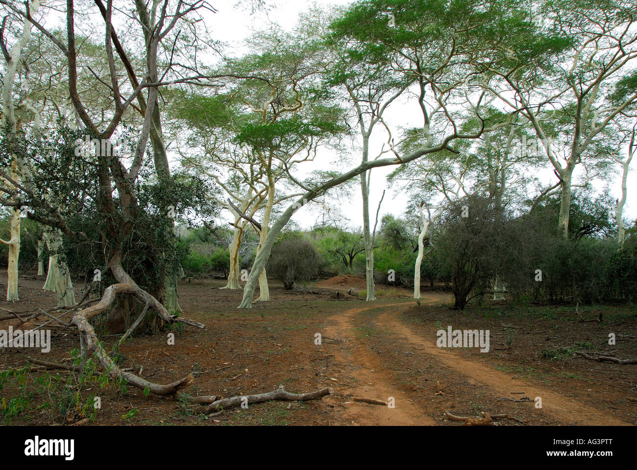 Fieber Bäume entlang einer Pfanne in Ndumu Wildreservat, Kwazulu Natal, Südafrika Stockfoto