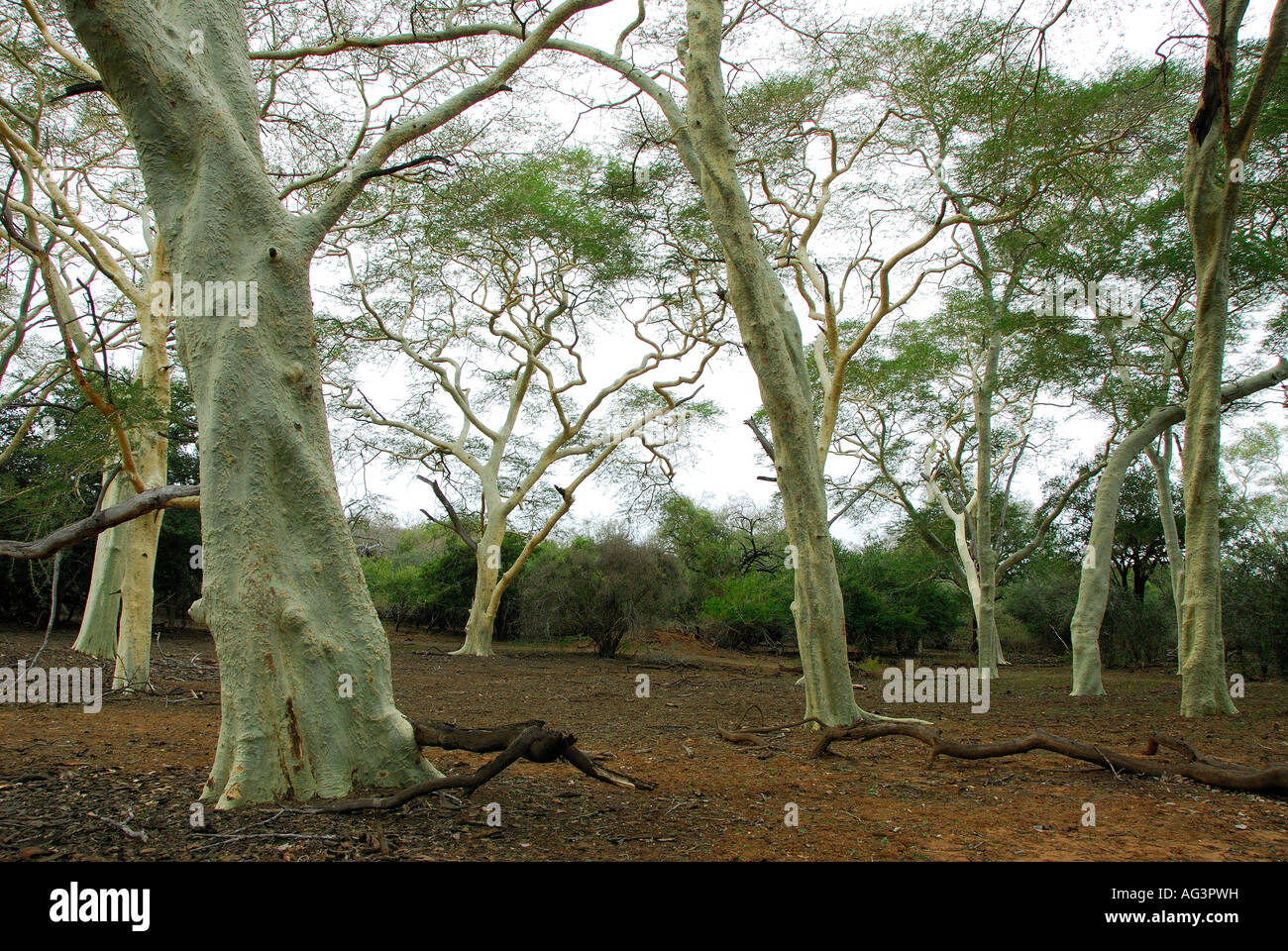 Fieber Bäume entlang einer Pfanne in Ndumu Wildreservat, Kwazulu Natal, Südafrika Stockfoto