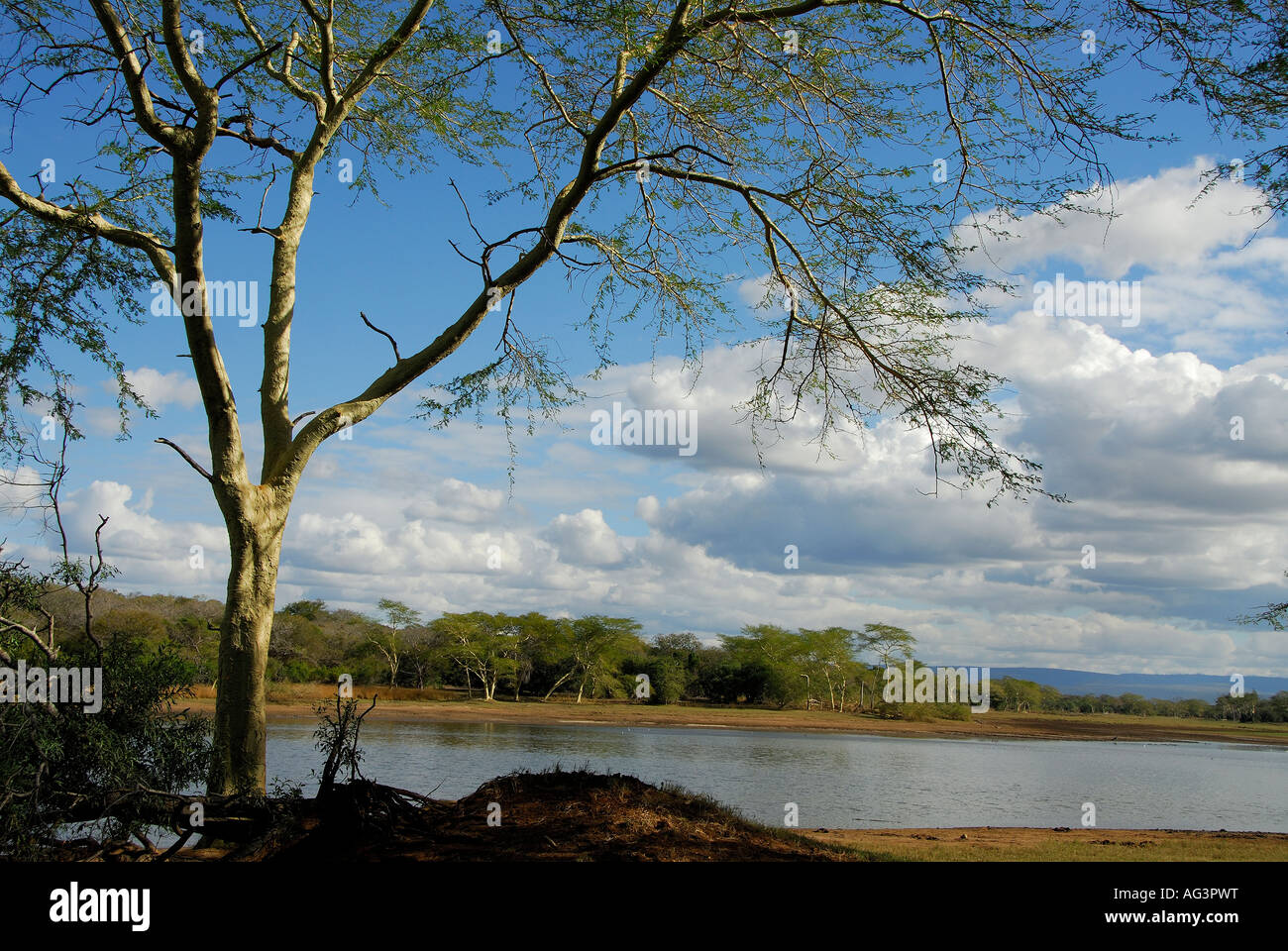 Akazienbäume säumen den Rand der Pfanne in Ndumu Game Reserve, Südafrika Stockfoto