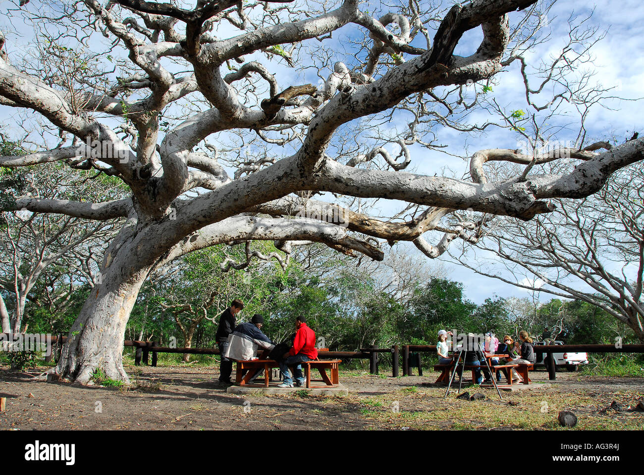 Junge Leute Picknick in Thembe Elephant Park, Südafrika Stockfoto