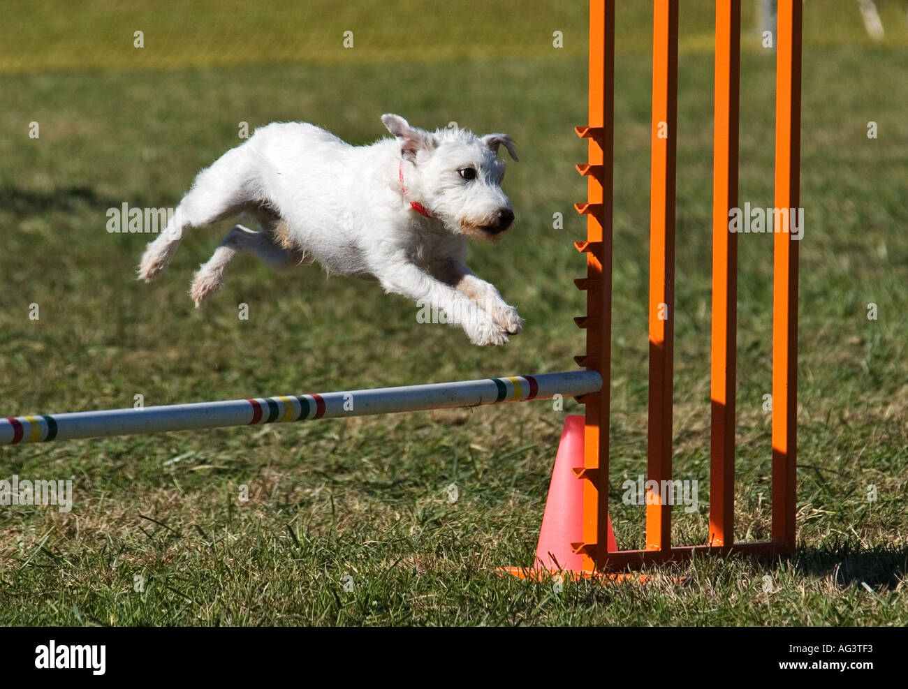 Parson Jack Russell Terrier springen Hindernis auf Agility Kurs Corydon Indiana Stockfoto