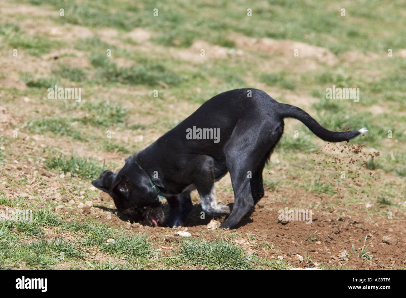 Gemischte Rasse Hund Graben Loch Cherokee Park Louisville Kentucky Stockfoto